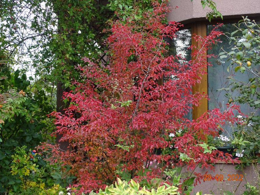  - Copacei si arbusti 2022