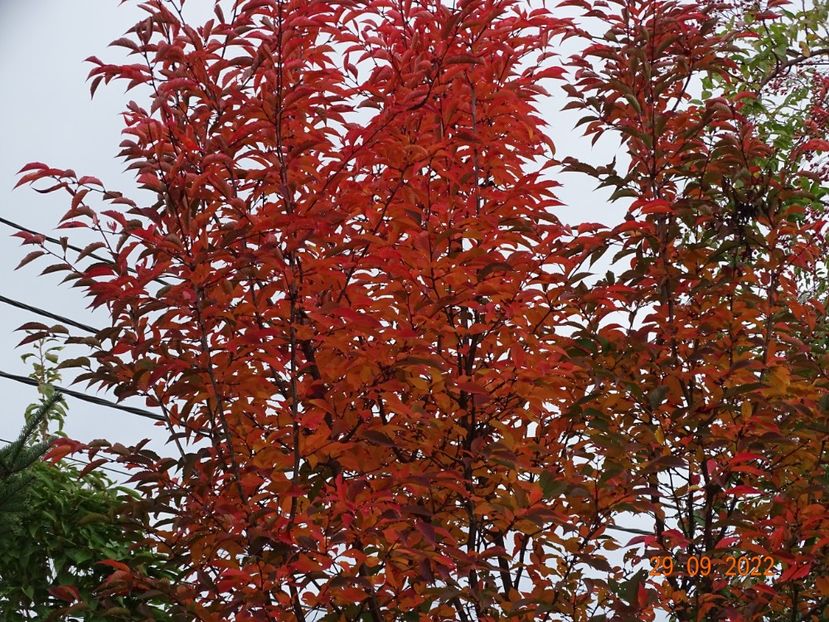  - Copacei si arbusti 2022