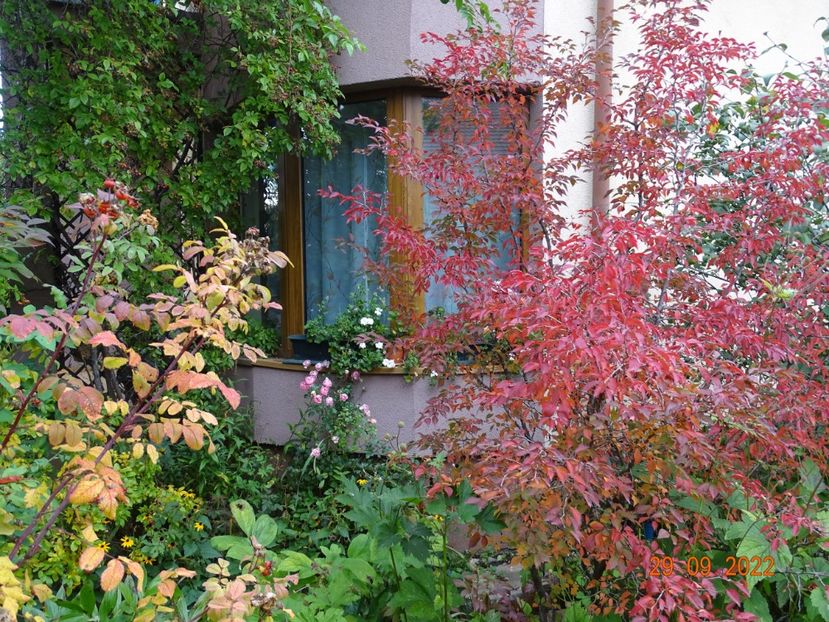  - Copacei si arbusti 2022