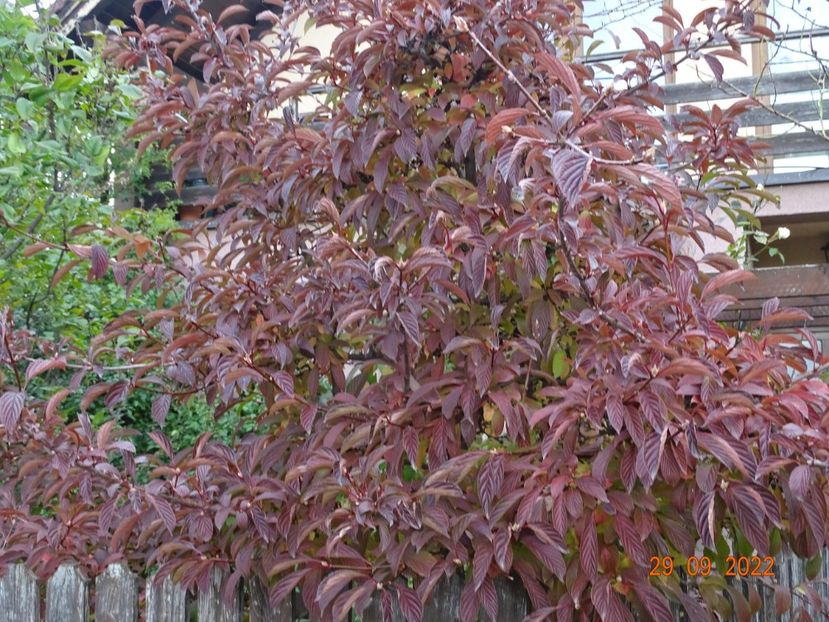  - Copacei si arbusti 2022