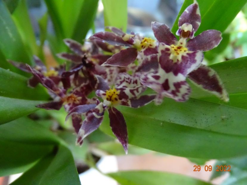 oncidium Holm's Wizard pink - Orhidee