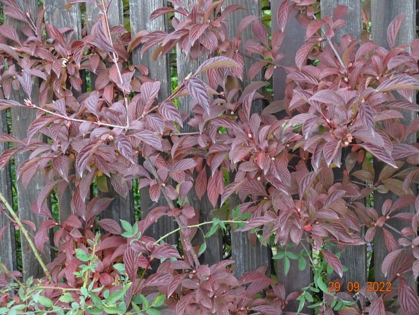  - Copacei si arbusti 2022