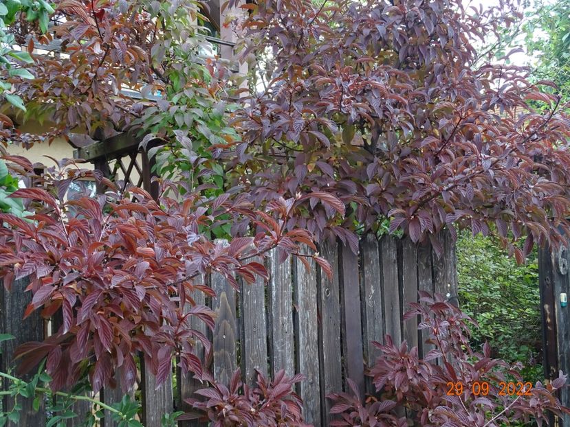  - Copacei si arbusti 2022