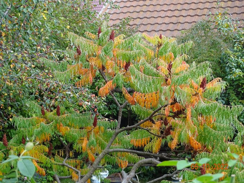  - Copacei si arbusti 2022