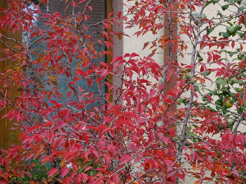  - Copacei si arbusti 2022