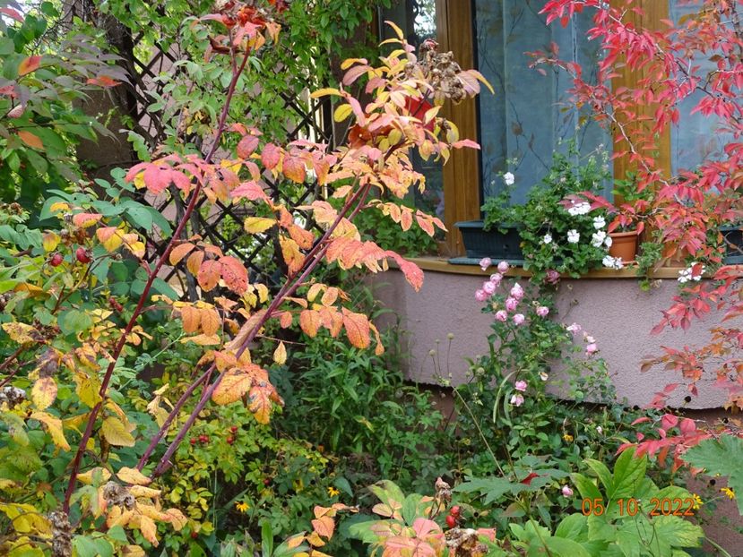  - Copacei si arbusti 2022