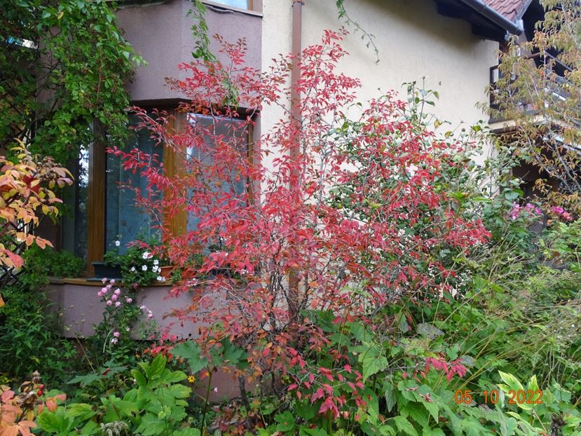  - Copacei si arbusti 2022