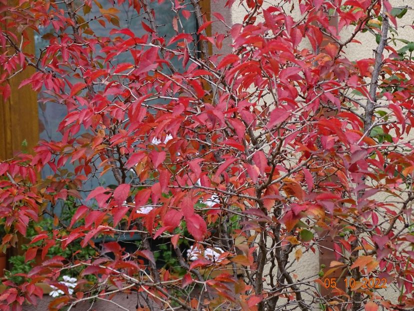  - Copacei si arbusti 2022