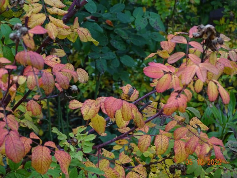  - Copacei si arbusti 2022