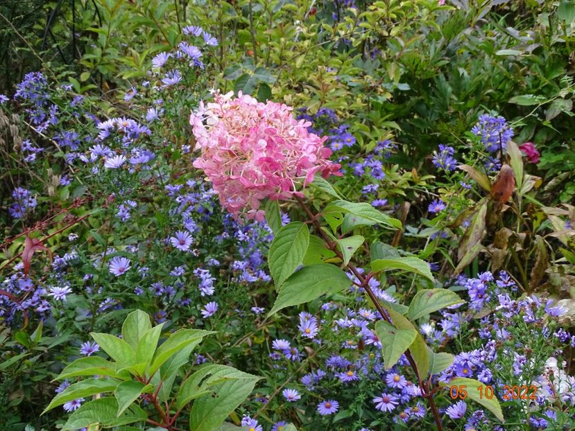  - Copacei si arbusti 2022