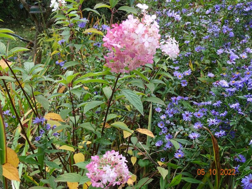  - Copacei si arbusti 2022