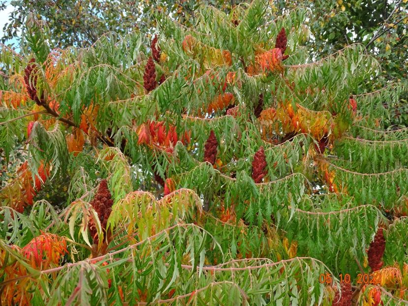  - Copacei si arbusti 2022