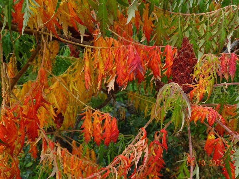  - Copacei si arbusti 2022