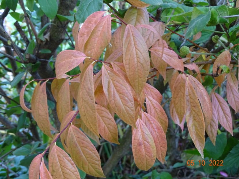  - Copacei si arbusti 2022