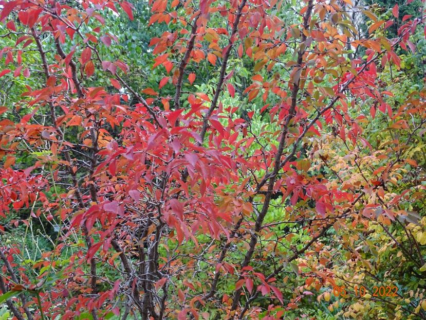  - Copacei si arbusti 2022