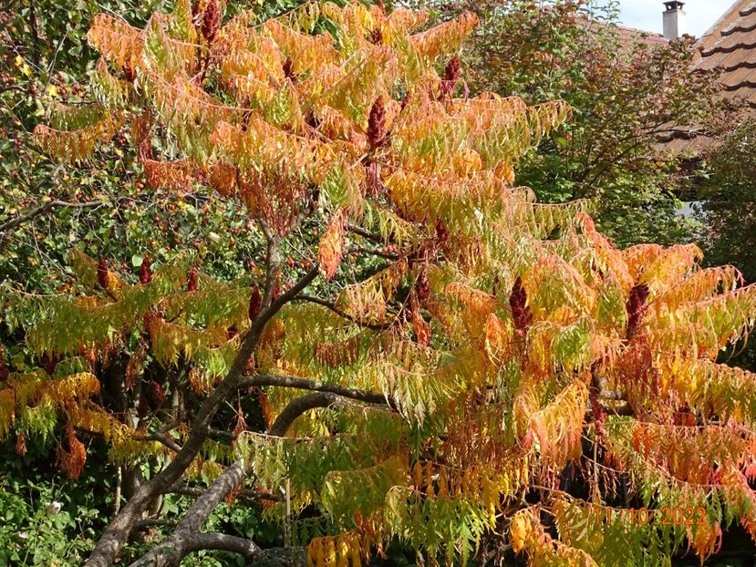  - Copacei si arbusti 2022