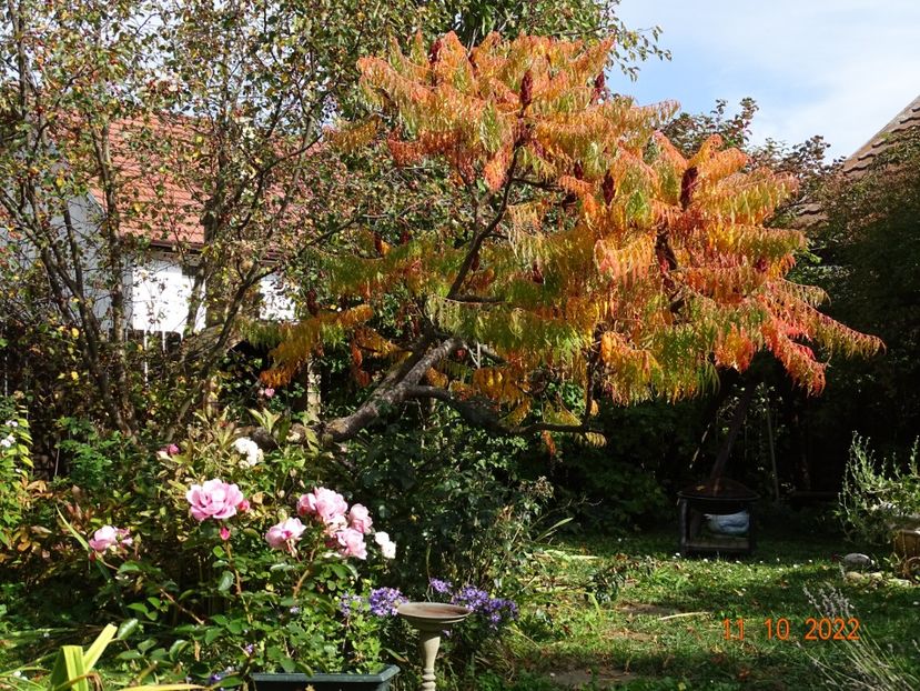  - Copacei si arbusti 2022