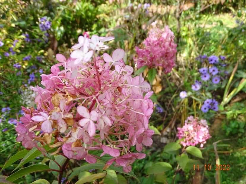  - Copacei si arbusti 2022