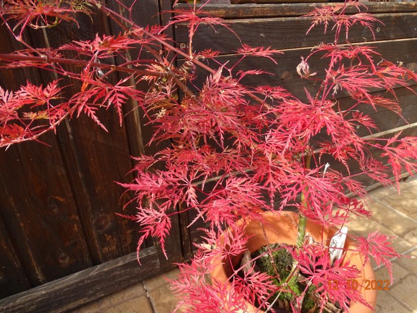  - Copacei si arbusti 2022