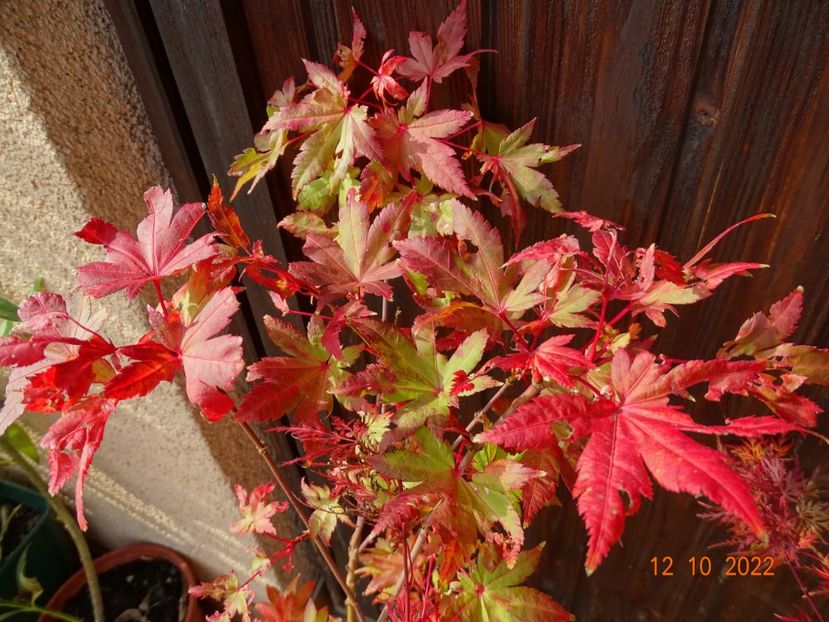  - Copacei si arbusti 2022