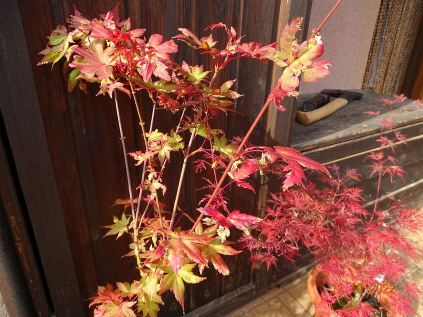  - Copacei si arbusti 2022