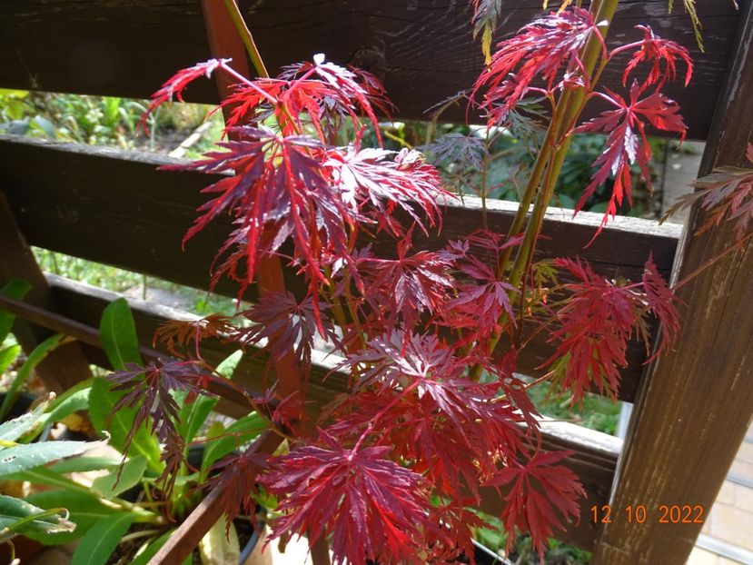  - Copacei si arbusti 2022