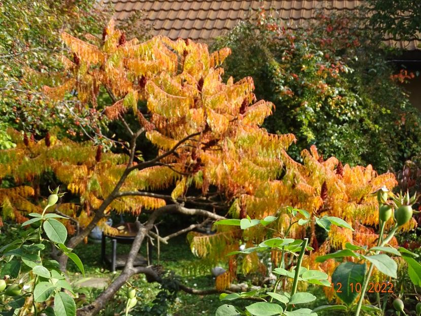  - Copacei si arbusti 2022