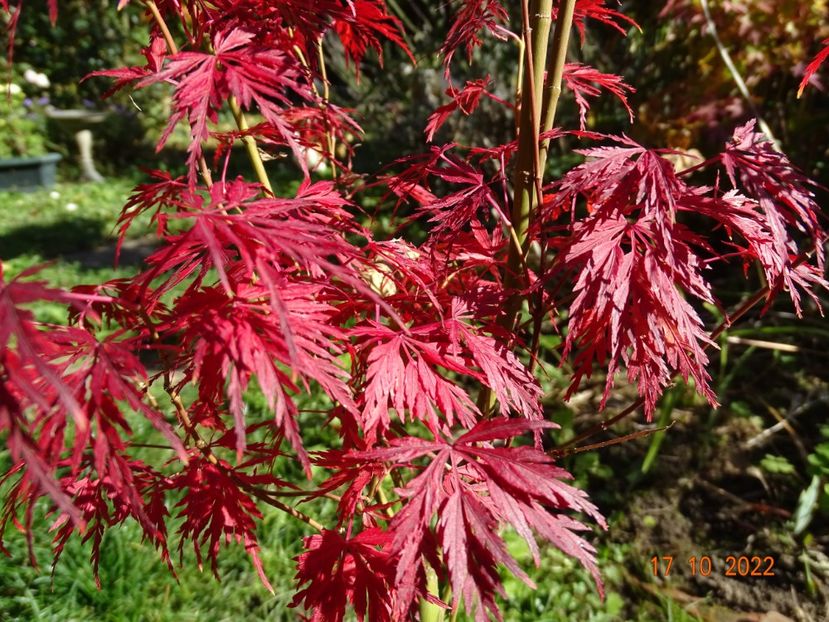  - Copacei si arbusti 2022