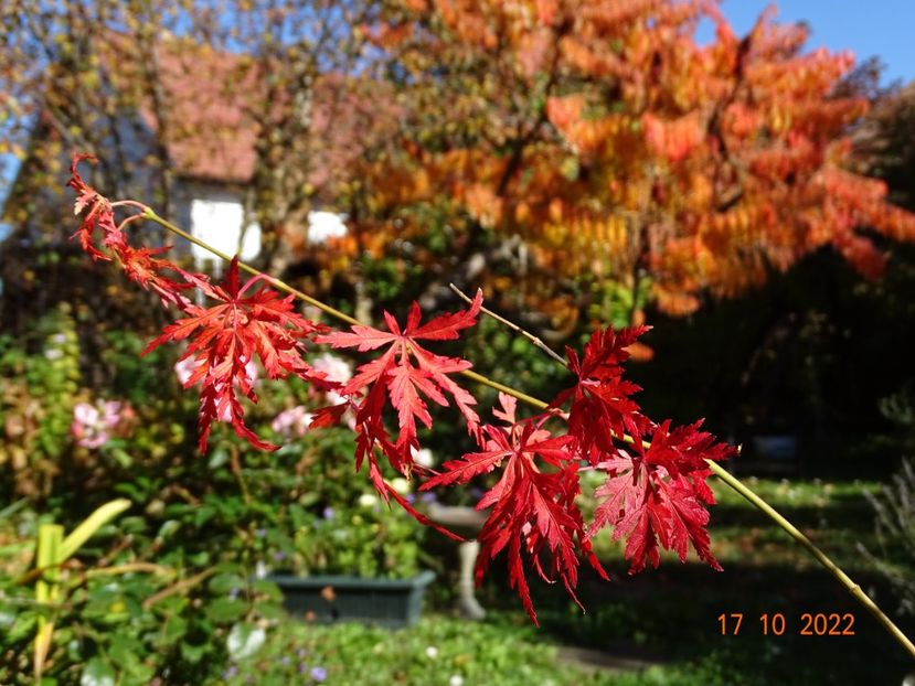  - Copacei si arbusti 2022