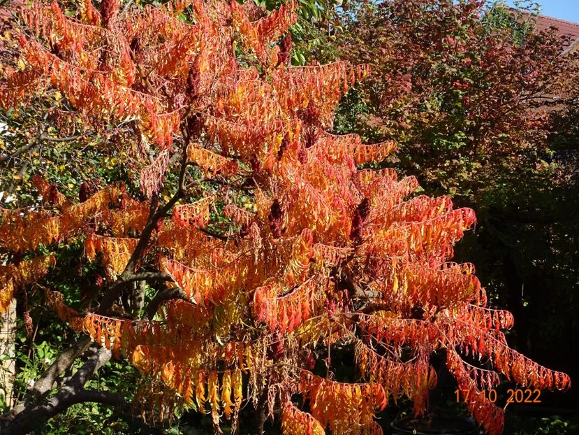  - Copacei si arbusti 2022