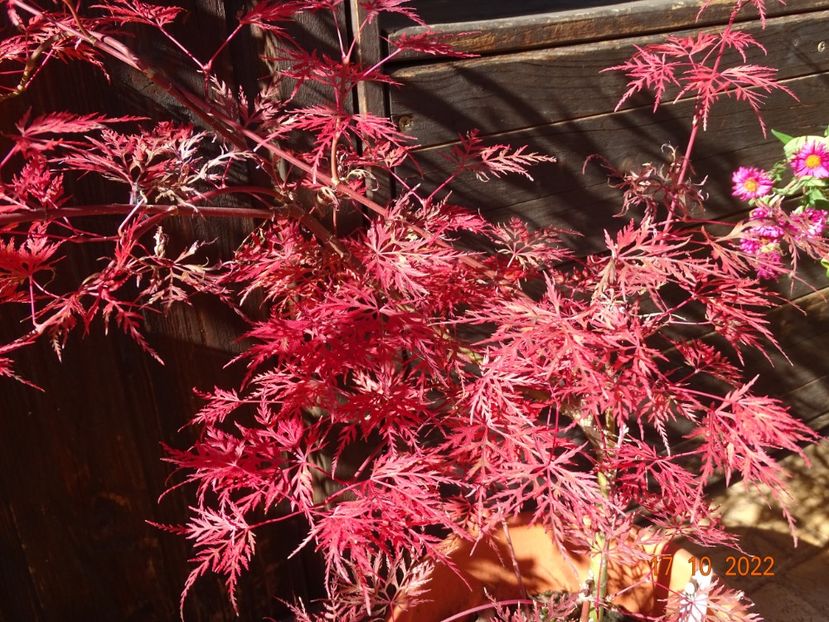  - Copacei si arbusti 2022