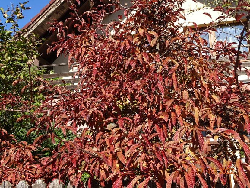  - Copacei si arbusti 2022