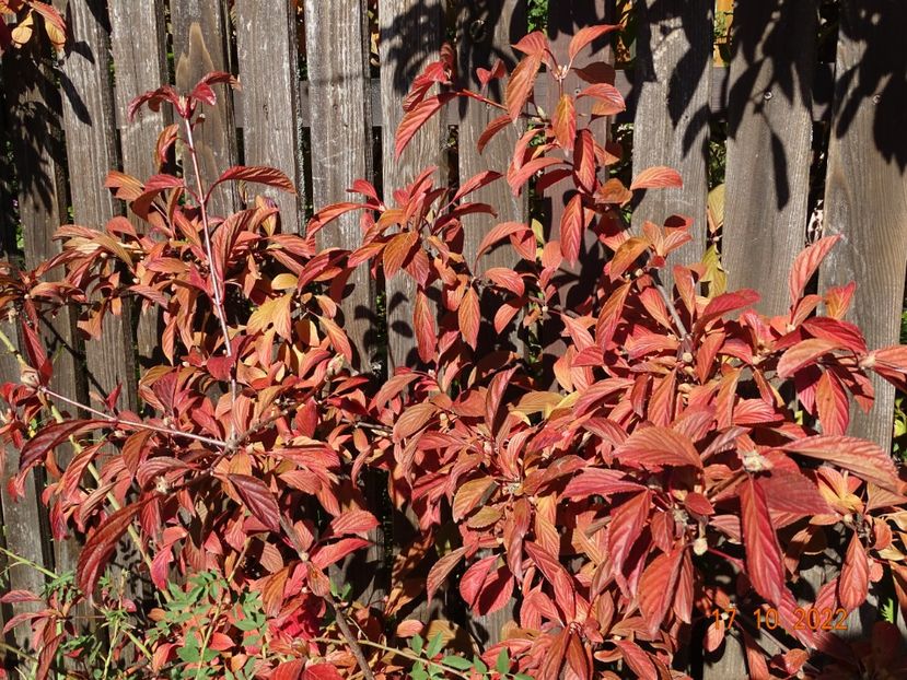  - Copacei si arbusti 2022