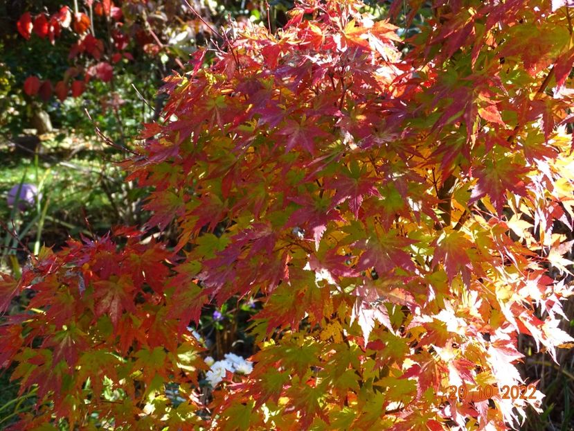  - Copacei si arbusti 2022