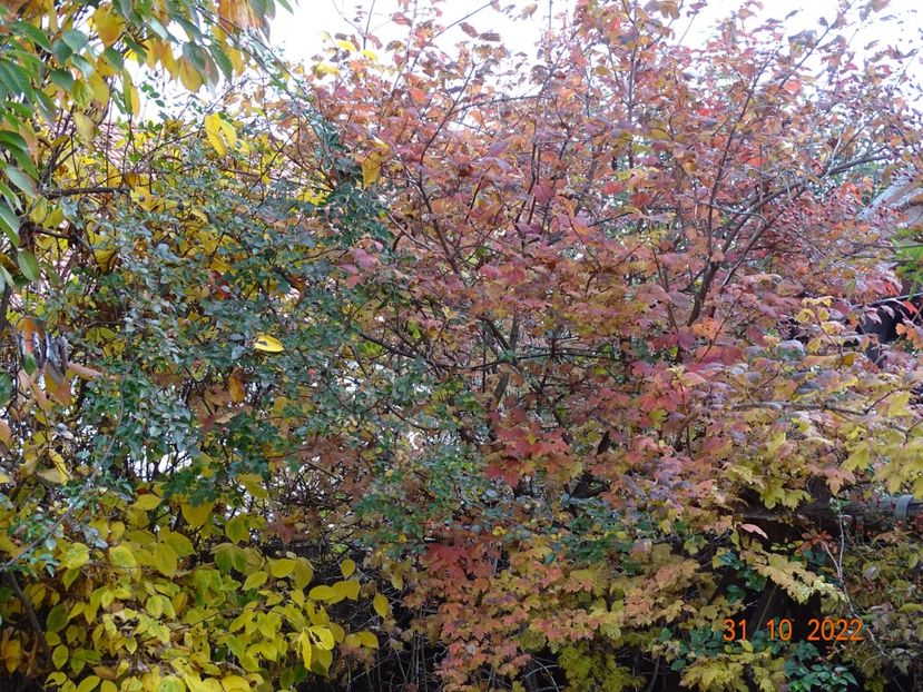  - Copacei si arbusti 2022