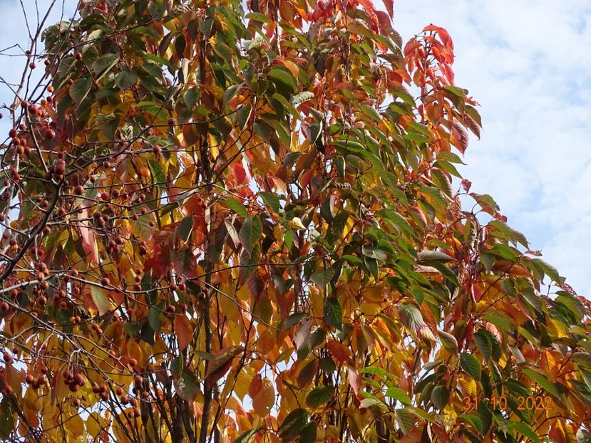  - Copacei si arbusti 2022