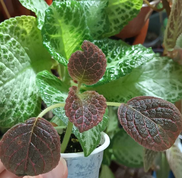  - Episcia