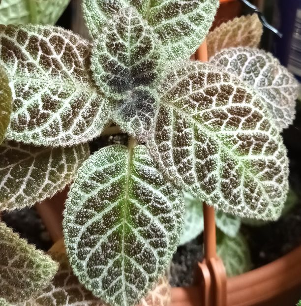  - Episcia