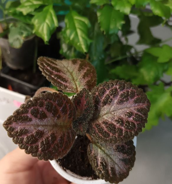 Sau denumiri... - Episcia - a opta minune a lumii