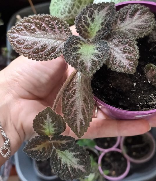 Doar emotie ❤️❤️❤️ - Episcia - a opta minune a lumii