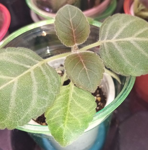 Din seminte - Bombonelele gloxi