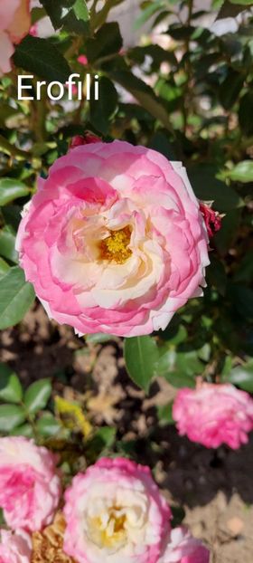  - 0 - Colectia mea de TRANDAFIRI