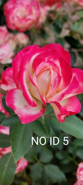  - 0 - Colectia mea de TRANDAFIRI