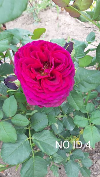  - 0 - Colectia mea de TRANDAFIRI