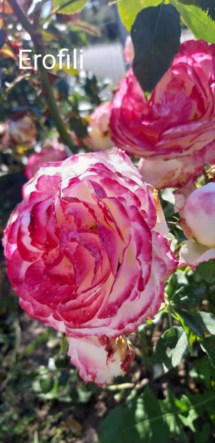  - 0 - Colectia mea de TRANDAFIRI