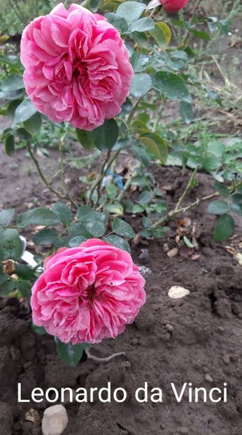  - 0 - Colectia mea de TRANDAFIRI