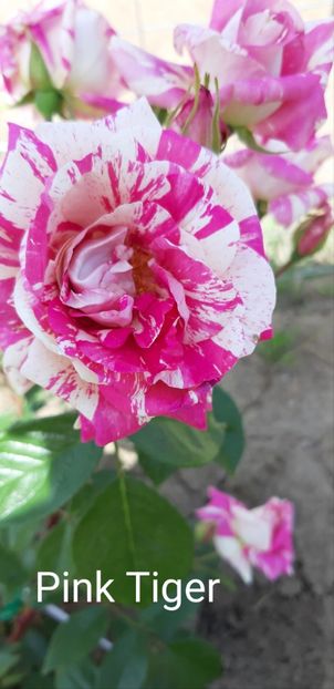  - 0 - Colectia mea de TRANDAFIRI