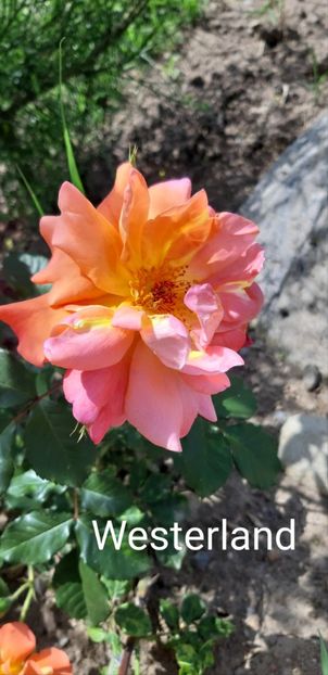  - 0 - Colectia mea de TRANDAFIRI