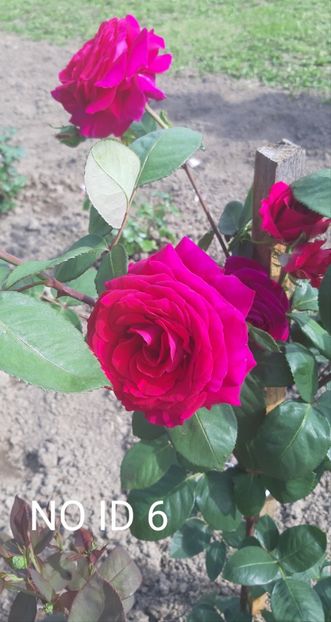  - 0 - Colectia mea de TRANDAFIRI