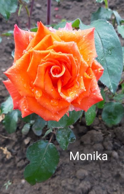  - 0 - Colectia mea de TRANDAFIRI